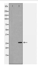 EDN3 Antibody