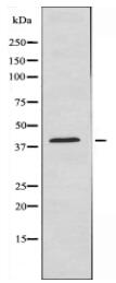 GPRC5A Antibody
