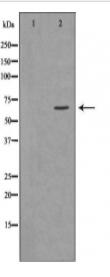 GGA2 Antibody