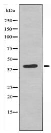 GPR25 Antibody