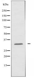 GPR146 Antibody