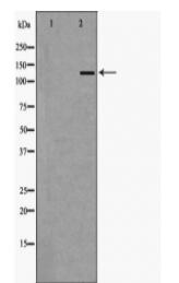 EHMT2 Antibody