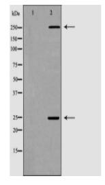 F8 Antibody