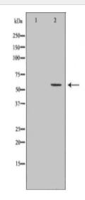 CYP1A1 Antibody