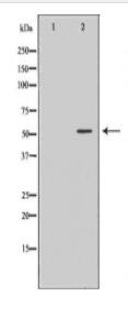 EPOR Antibody