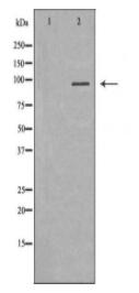 HMGCR Antibody