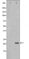FGF2 Antibody