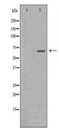 ELL Antibody