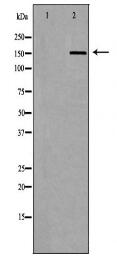 ABCC5 Antibody