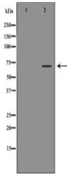 DBH Antibody