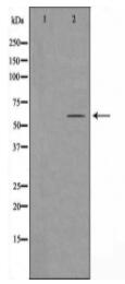 HARS Antibody