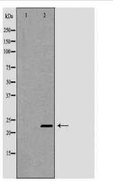 CLDN3 Antibody