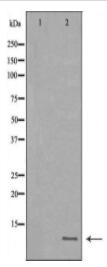 HAMP Antibody