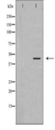 GJA1 Antibody