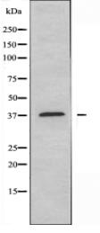 GPR120 Antibody
