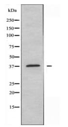 GPR100 Antibody