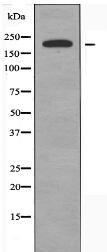 Collagen V α1 Antibody