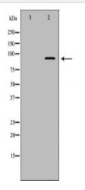 CUL5 Antibody