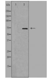 FXR2 Antibody