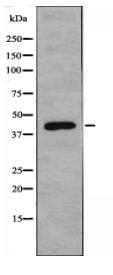 GATA6 Antibody