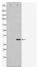 F3 Antibody