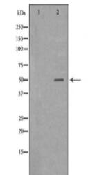 EED Antibody