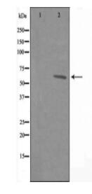 GPR108 Antibody