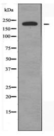 BRWD3 Antibody