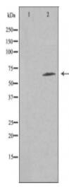 FZD9 Antibody