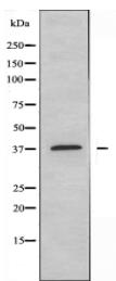 GPR62 Antibody