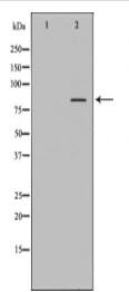 FOXP2 Antibody