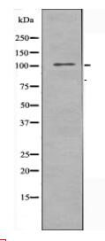 EPHA10 Antibody