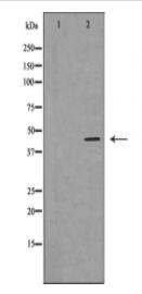 CX3CR1 Antibody