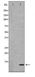 Histone H4K20me1 Antibody
