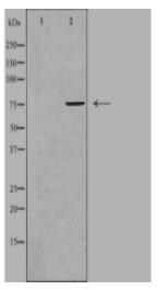 FZD3 Antibody