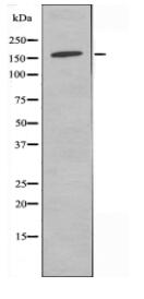 GPR158 Antibody