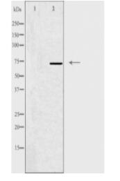 HKR1 Antibody