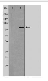 GIT2 Antibody