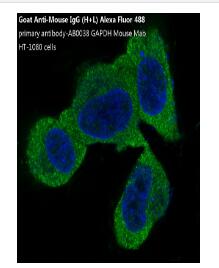 Goat Anti-Mouse IgG (H+L) Alexa Fluor 488