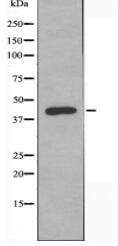 FEN1 Antibody