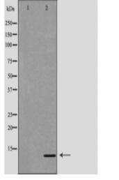 FKBP1A Antibody