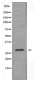 BRI3B Antibody