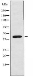 GPR137C Antibody