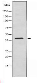 ENDOGL1 Antibody