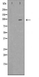 EPB41 Antibody