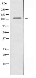 EPHB4 Antibody