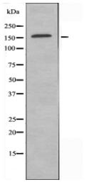 DNA Polymerase α Antibody