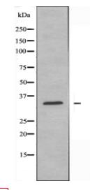 CYC1 Antibody