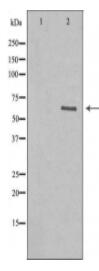 GABRA4 Antibody