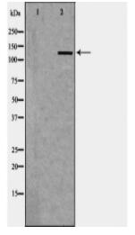 EGFR Antibody